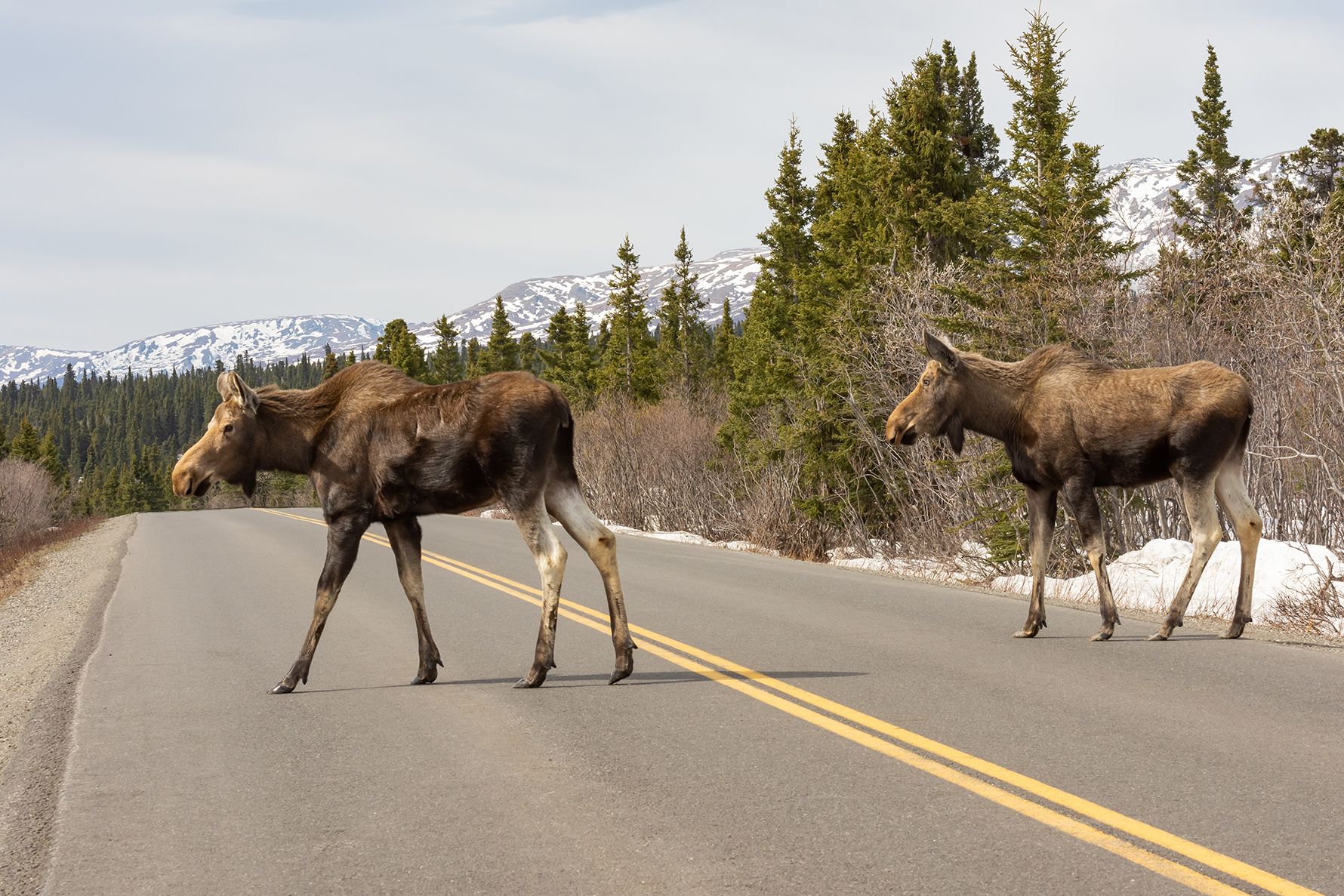 Two Moose Crossing Remote Highway